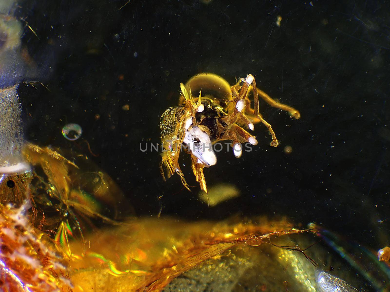 Amber with embedded spider with cought fly