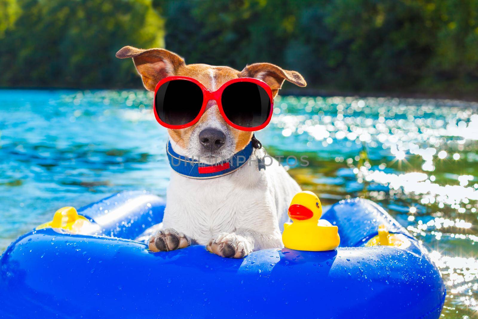 jack russell dog sitting on an inflatable  mattress in water by the  sea, river or lake in summer holiday vacation , rubber plastic toy included toy included