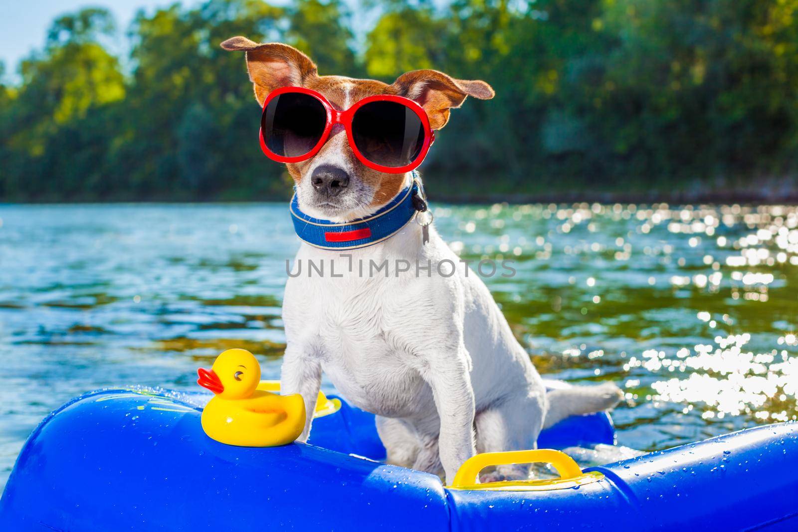 beach summer dog by Brosch