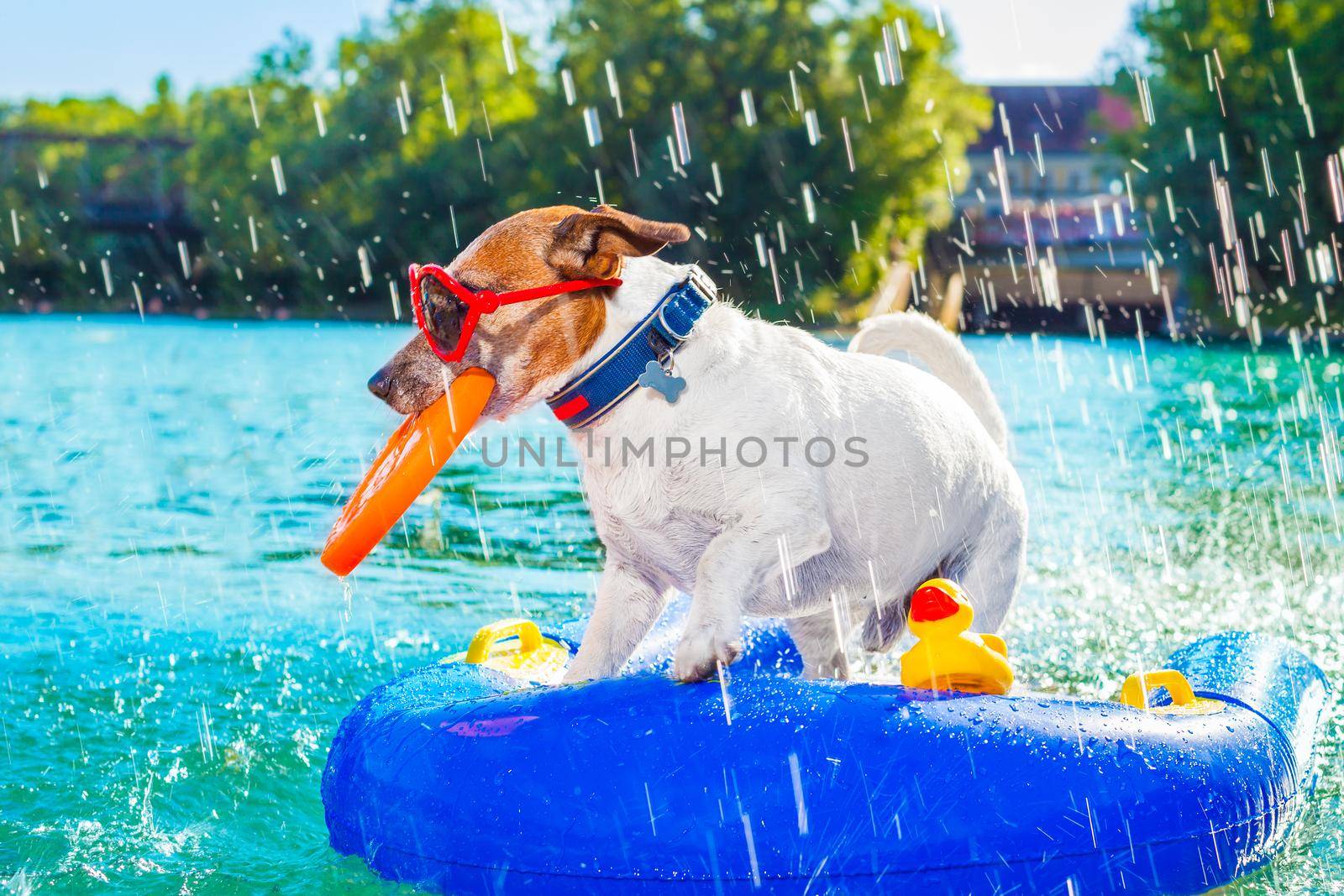 jack russell dog sitting on an inflatable  mattress in water by the  sea, river or lake in summer holiday vacation , splashing fresh water