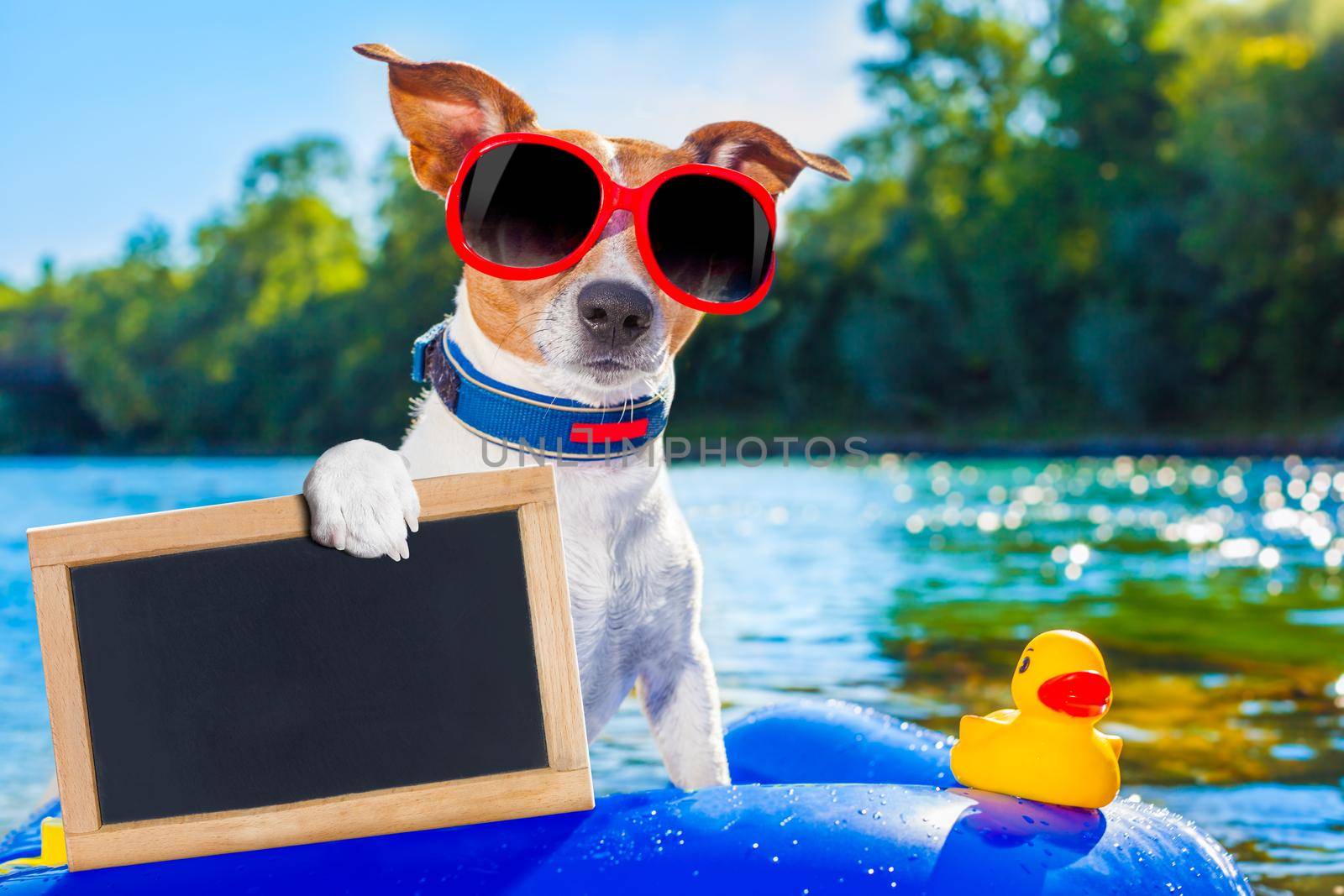 jack russell dog sitting on an inflatable  mattress in water by the  sea, river or lake in summer holiday vacation , holding an empty banner or placard