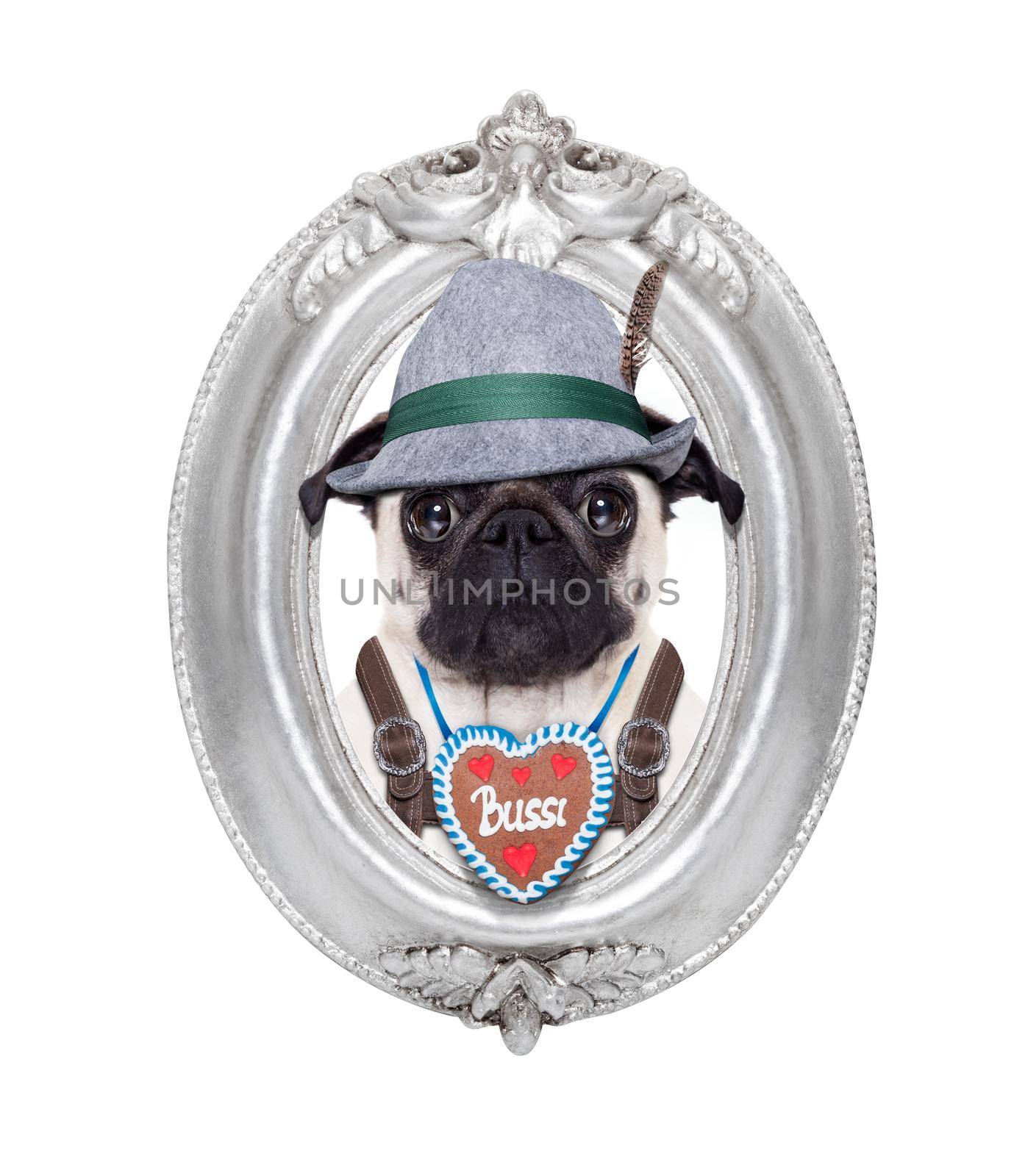 pug dog dressed up as bavarian,isolated on white background,with peace or victory fingers