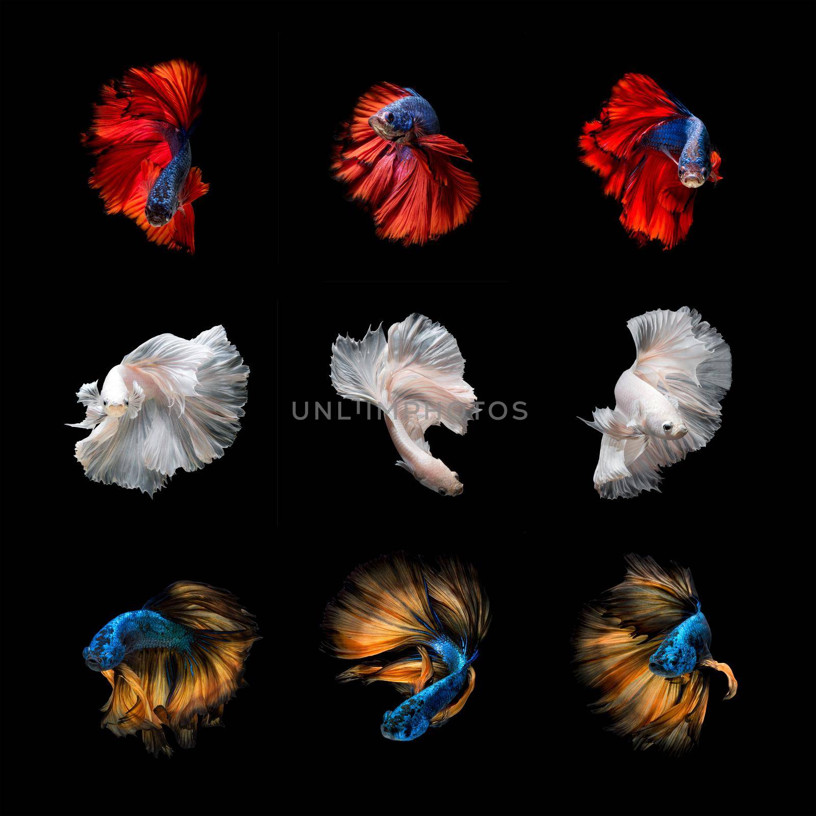 Beautiful Colourful Betta fish,Siamese fighting fish art collection in varies movement on black background. by Nuamfolio