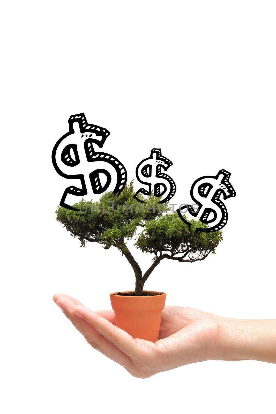 Business woman holding idea money tree in small pot on white background.Photo design for smart business, business idea and Financial growth concept. by Nuamfolio