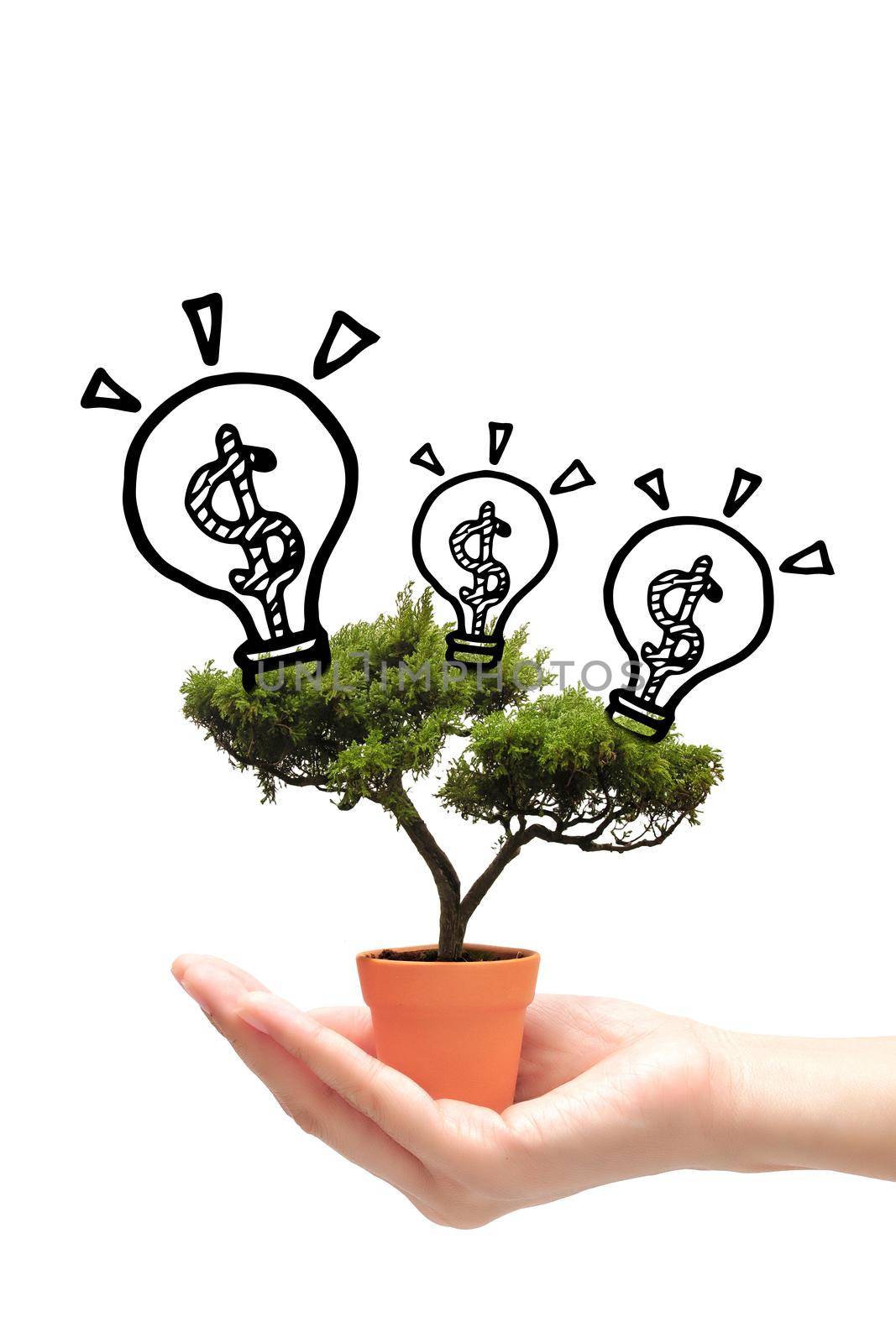 Business woman holding idea money tree in small pot on white background.Photo design for smart business, business idea and Financial growth concept.