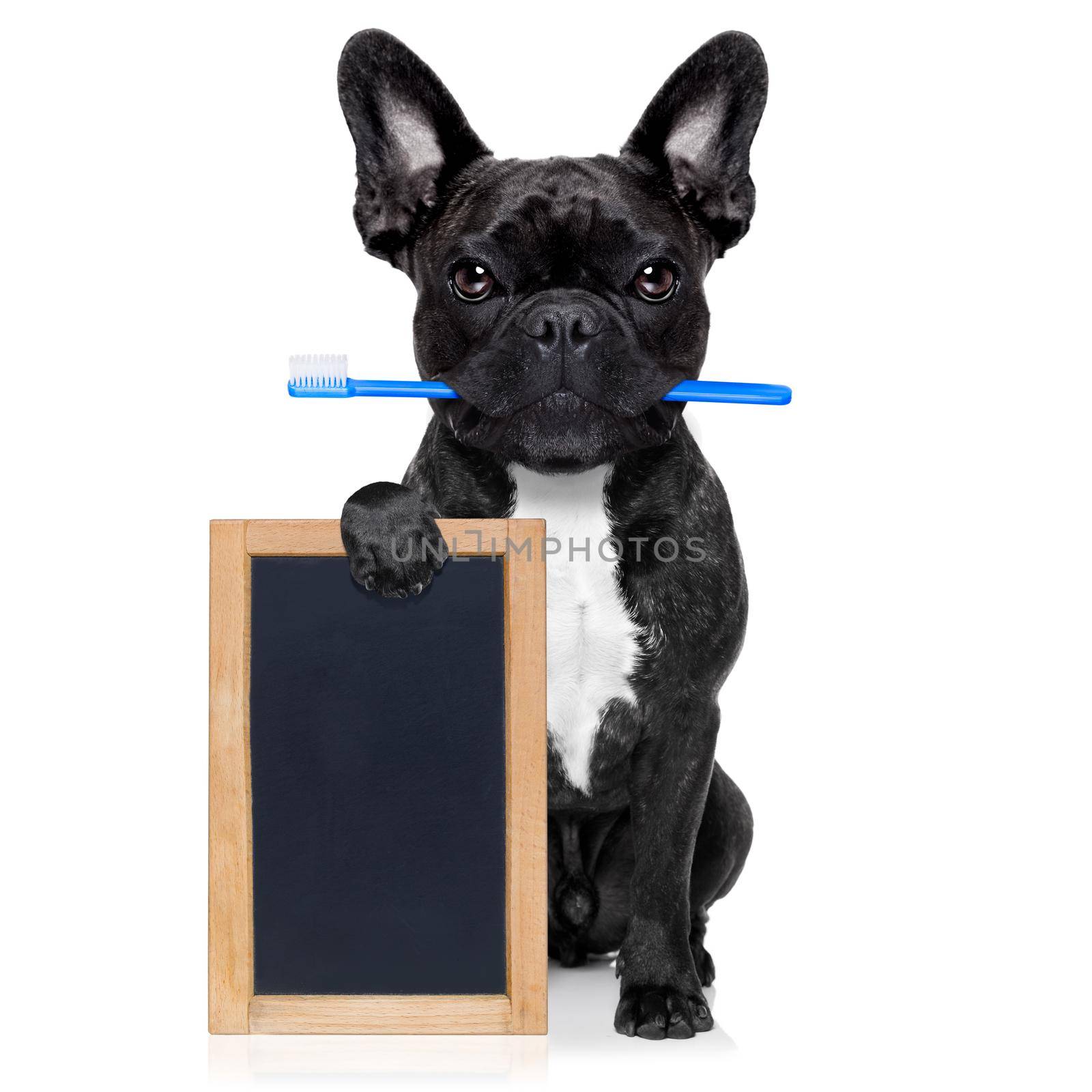 french bulldog dog holding toothbrush with mouth at the dentist or dental veterinary, isolated on white background, holding a blank empty banner , placard or blackboard