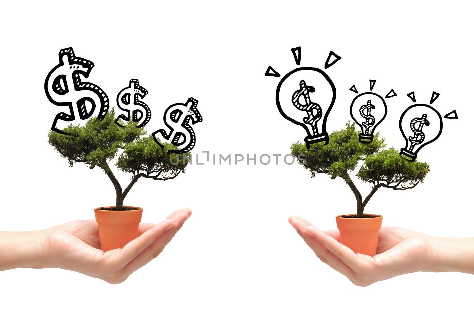 Business woman exchange idea tree and money tree on white background.Photo design for smart business, business idea and Financial growth concept.