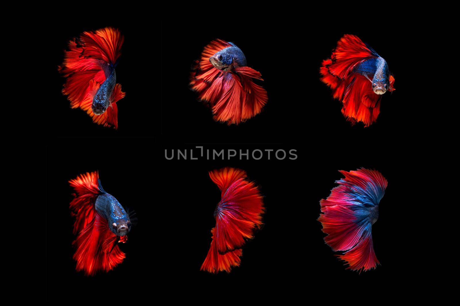 Beautiful Colourful Betta fish,Siamese fighting fish art collection in varies movement on black background. by Nuamfolio