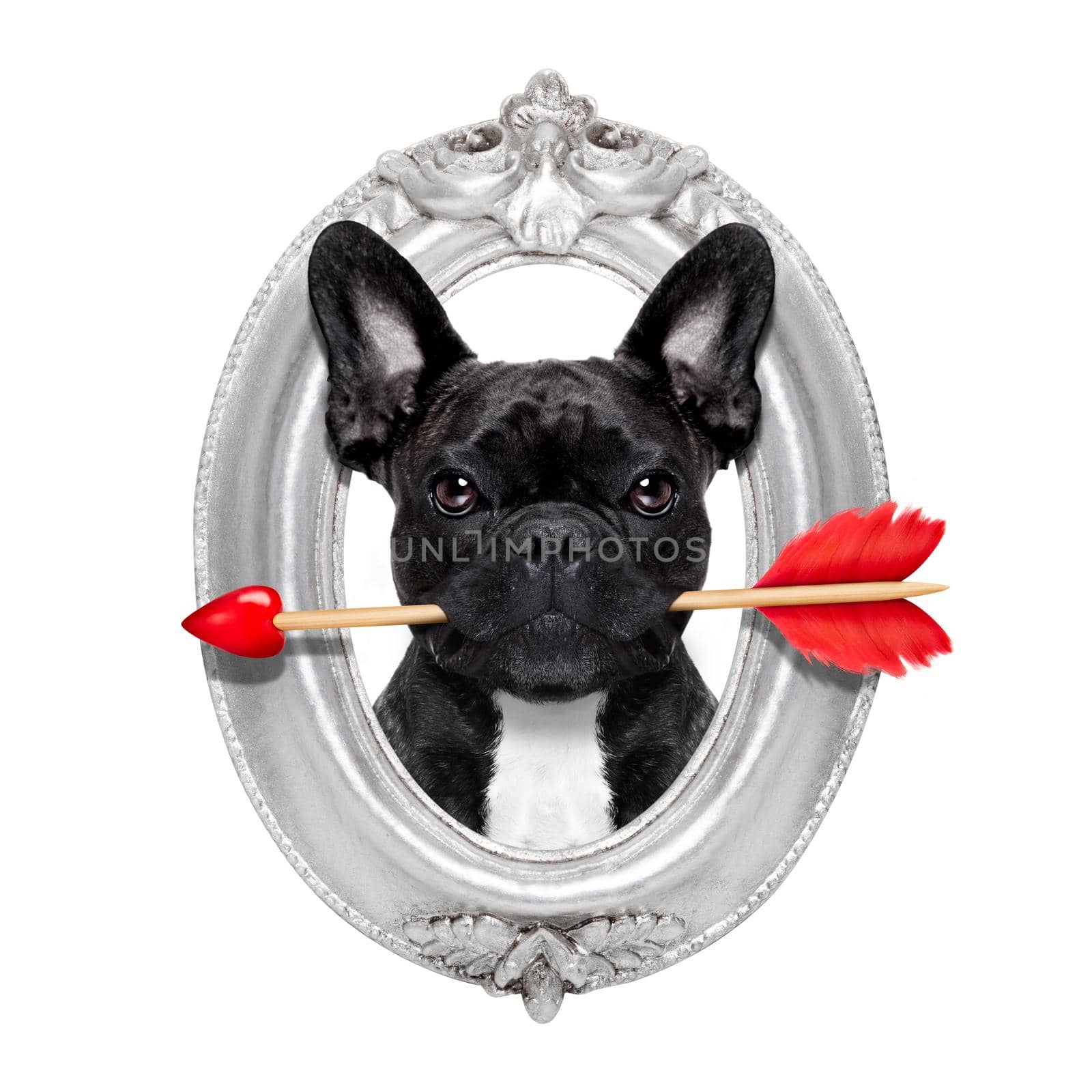 valentines french bulldog dog in love holding a cupids arrow with mouth in a retro wood frame isolated on white background