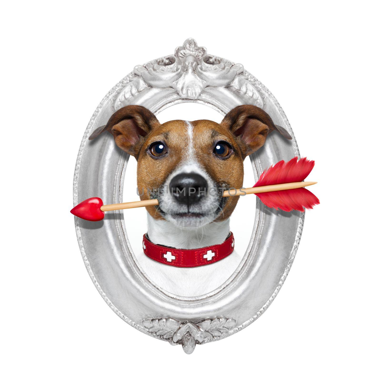 valentines jack russell dog in love holding a cupids arrow with mouth in a retro wood frame isolated on white background