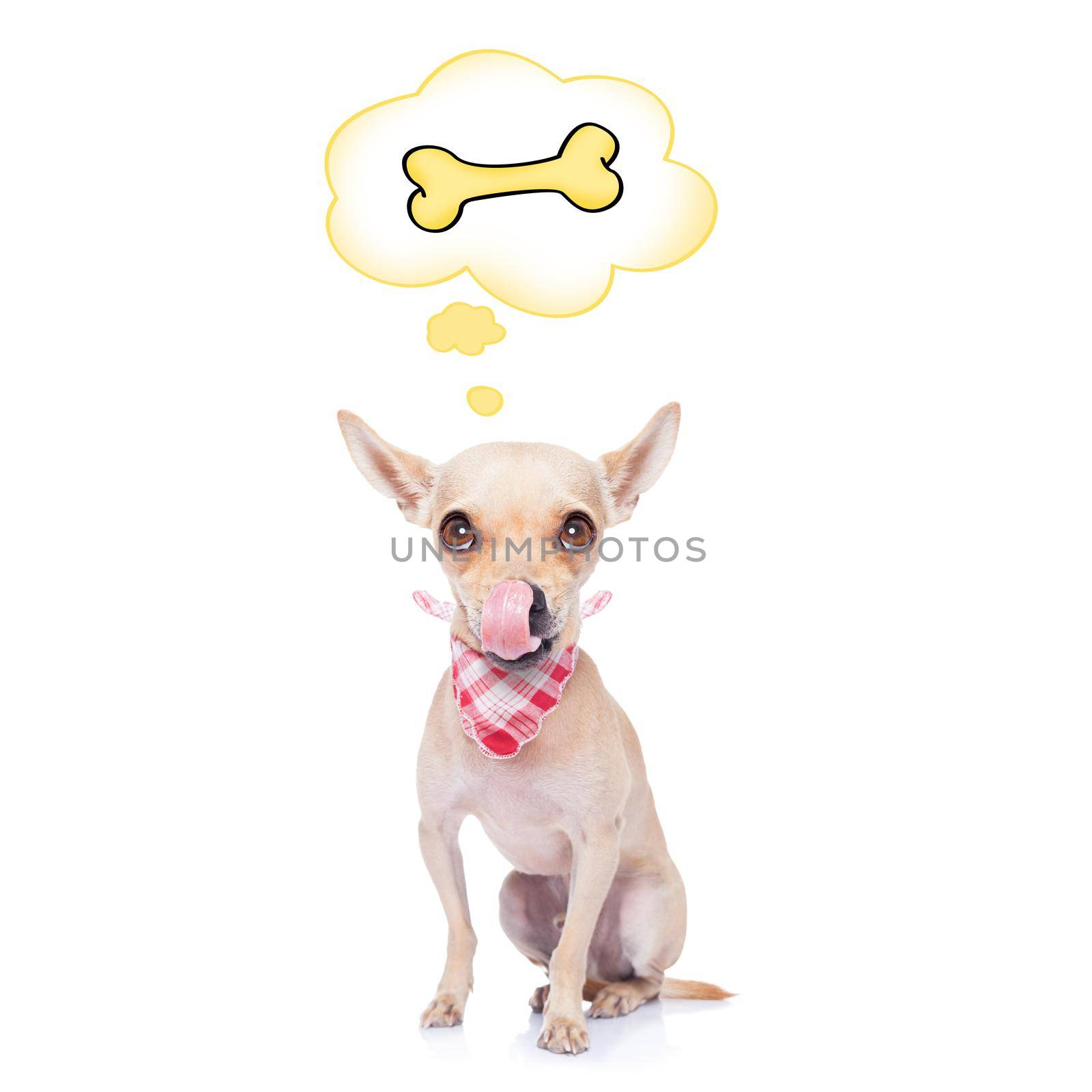 hungry chihuahua dog thinking and hoping of a big bone, in a big speech bubble, isolated on white background