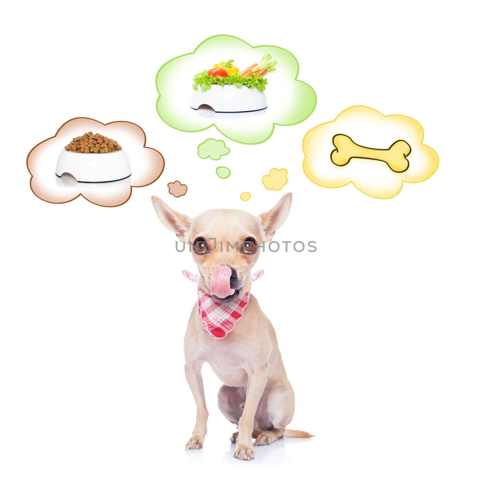 hungry chihuahua dog thinking about the choice between food bowl, vegan bowl or  a big bone , in 3 speech bubbles, isolated on white background