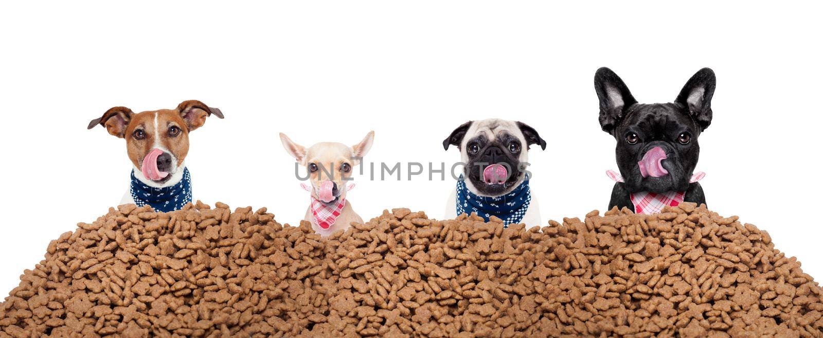 big row or group of hungry dogs behind a big mound of food , ready to eat lunch , isolated on white background