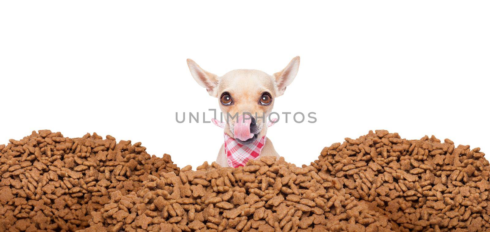 hungry dog  behind mound food by Brosch