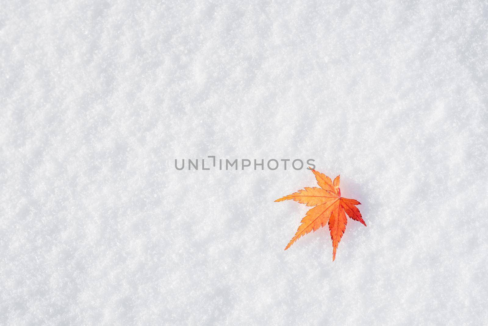 Colourful maple leave falling on fresh white snow ice at public park in Tokyo,Japan