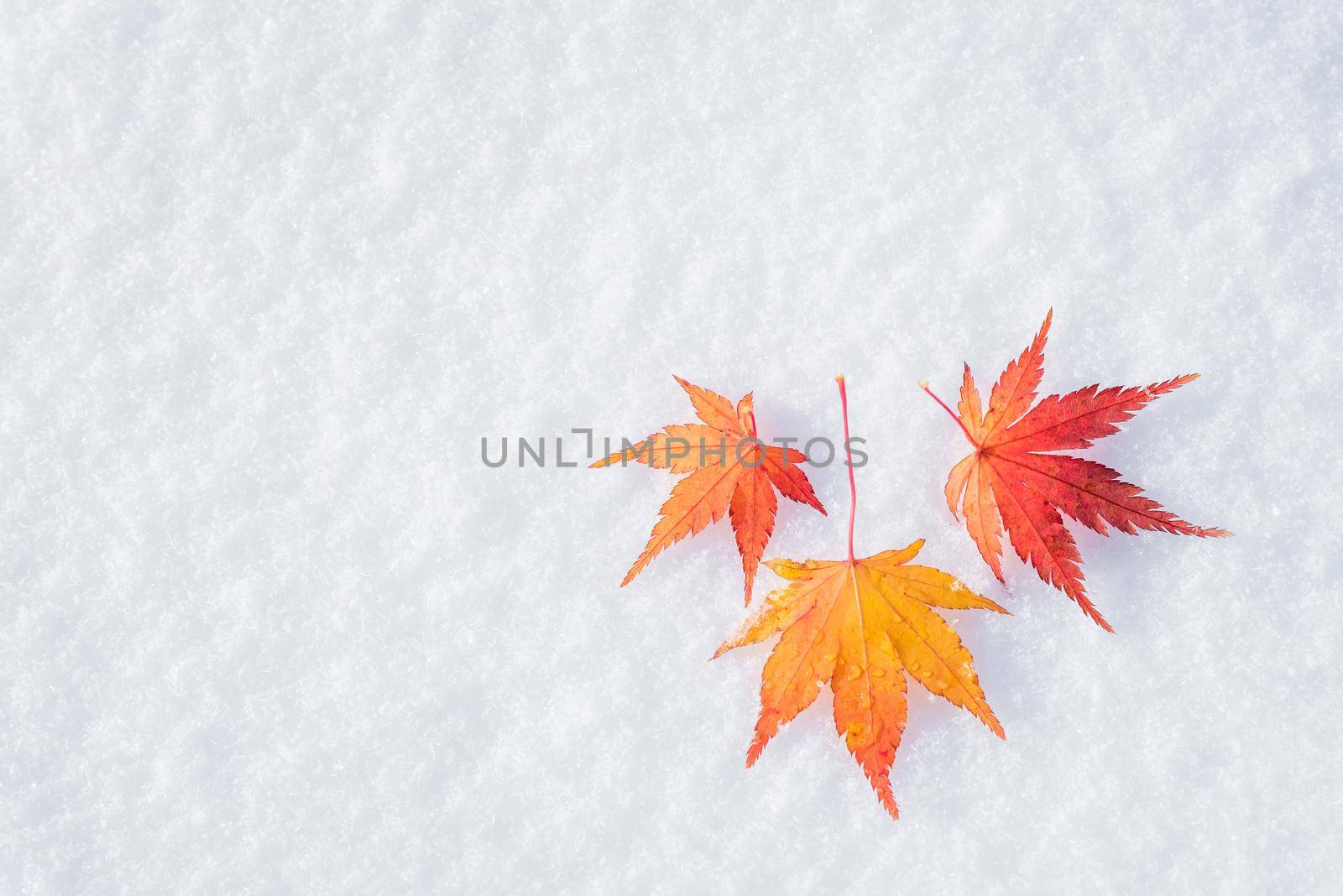 Colourful maple leave falling on fresh white snow ice at public park in Tokyo,Japan by Nuamfolio