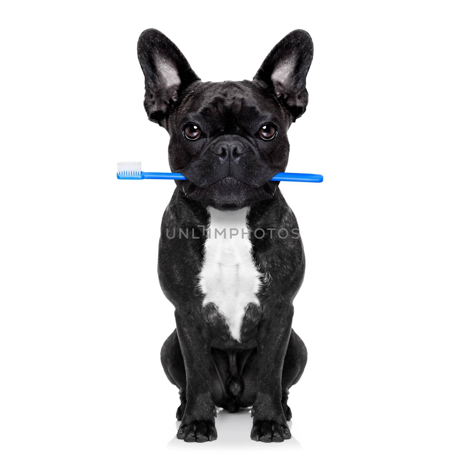 french bulldog dog holding toothbrush with mouth at the dentist or dental veterinary, isolated on white background