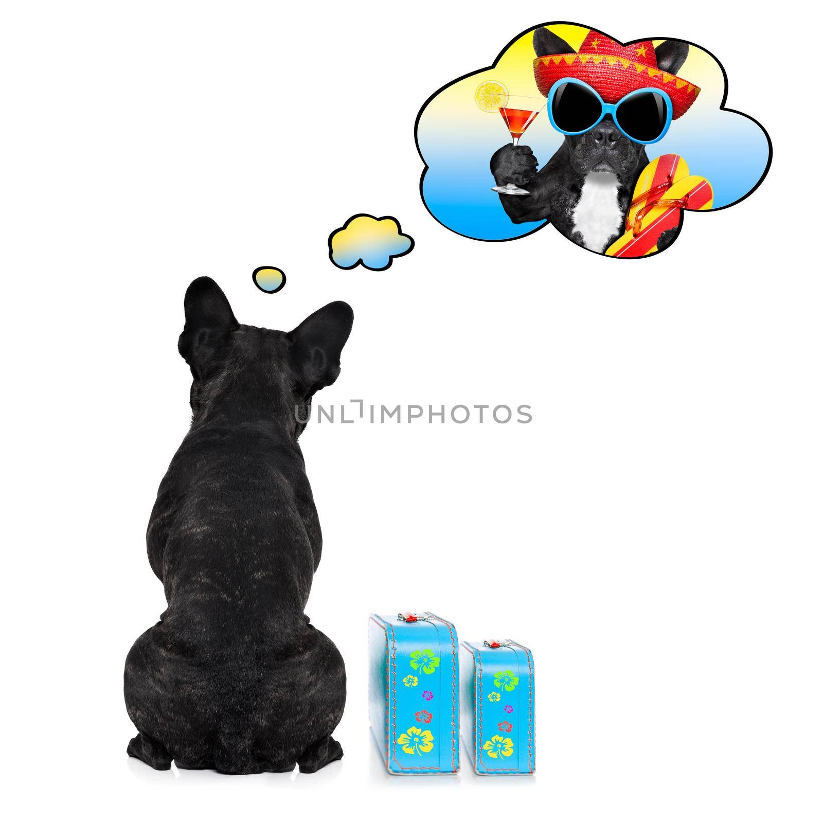 french bulldog  dog thinking about the summer vacation holidays with cocktails,  isolated on white background, ready to depart with luggage and bags