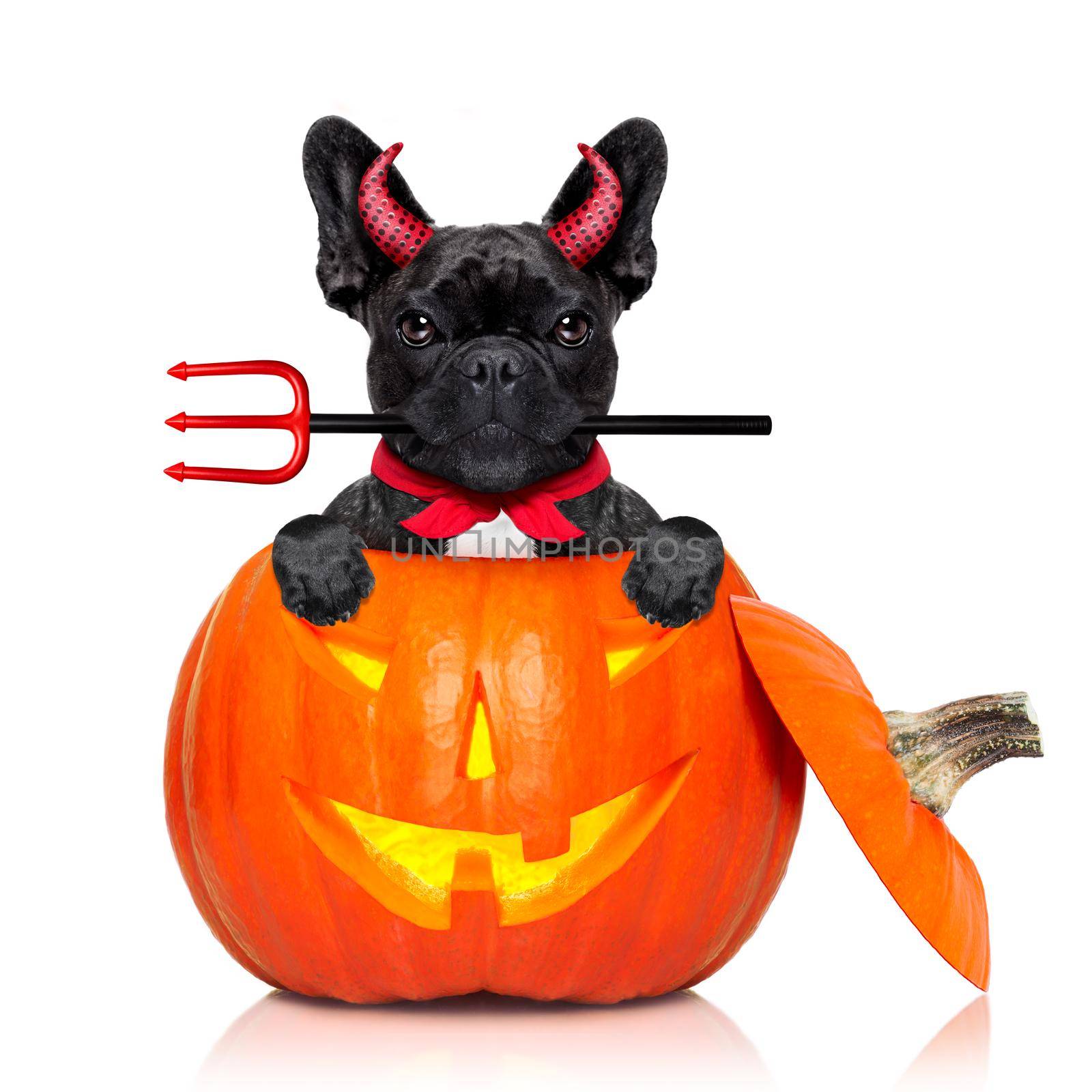 halloween pumpkin witch french bulldog  dog inside a pumpkin dressed as a bad devil , isolated on white background
