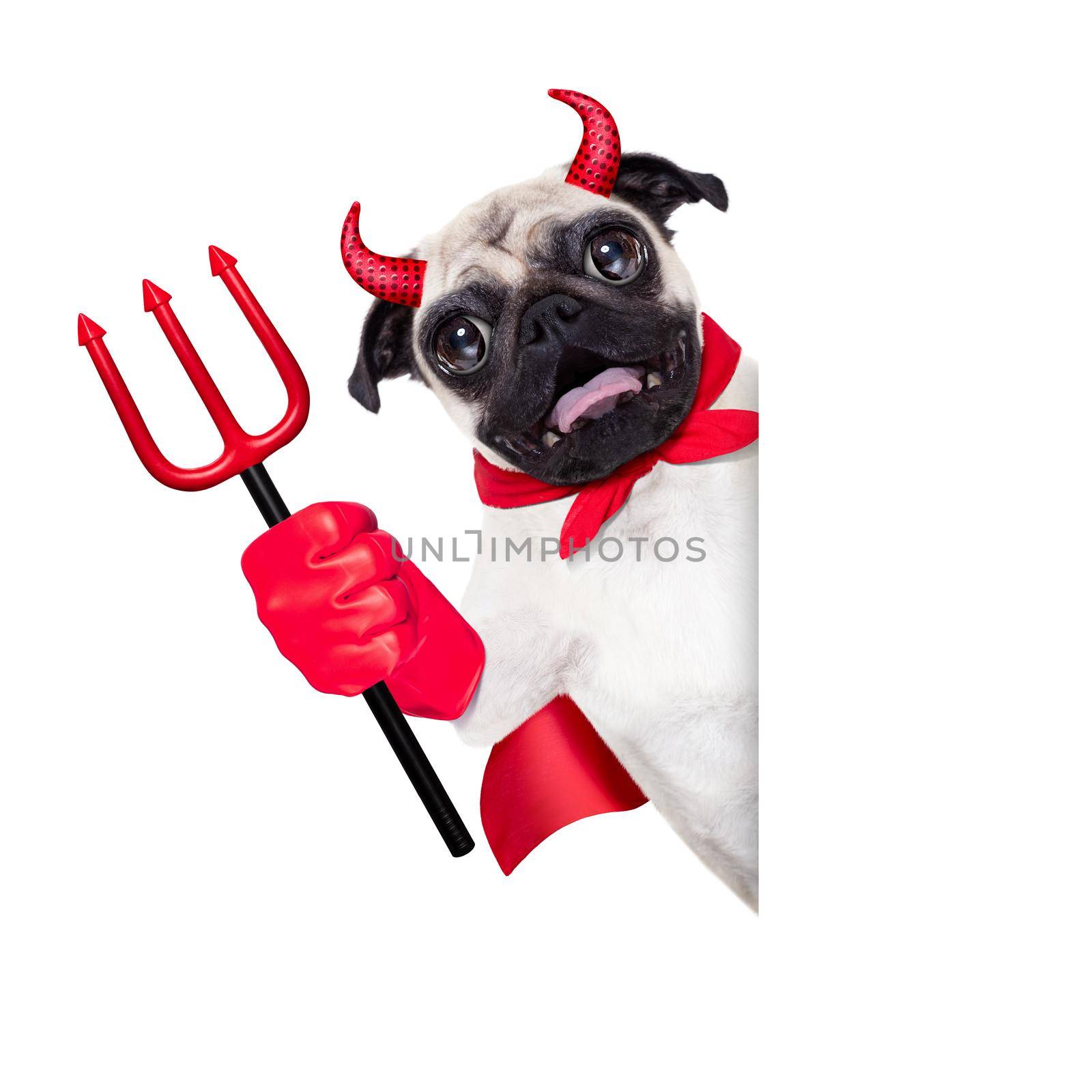 halloween devil pug dog  hiding behind white empty blank  banner or placard ,isolated on white background