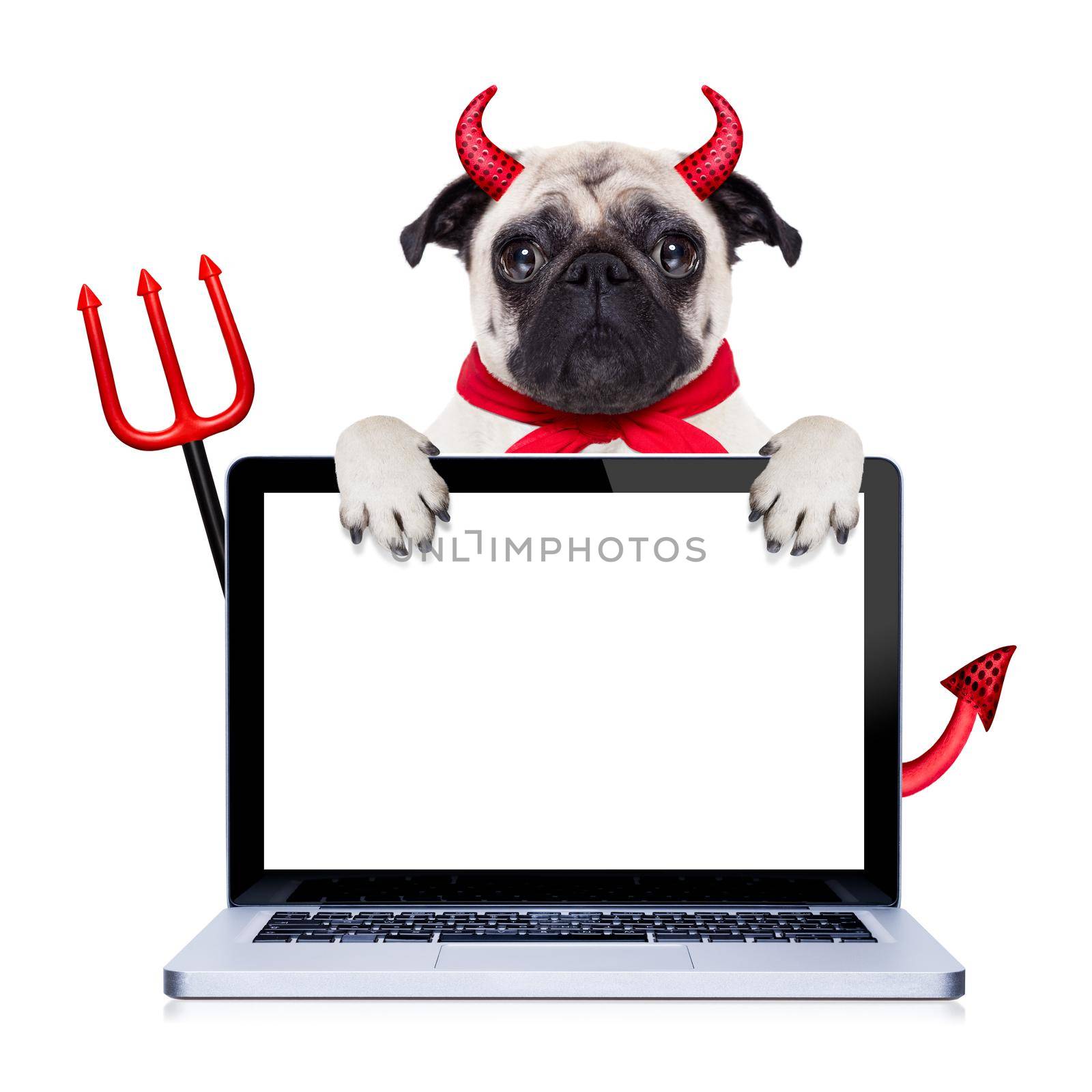 halloween devil pug dog  hiding behind empty blank  pc computer laptop screen , isolated on white background