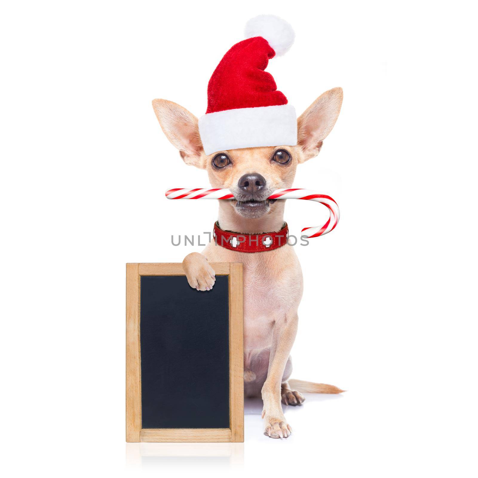 chihuahua santa claus dog behind a blank empty placard or blackboard, for christmas , isolated on white background