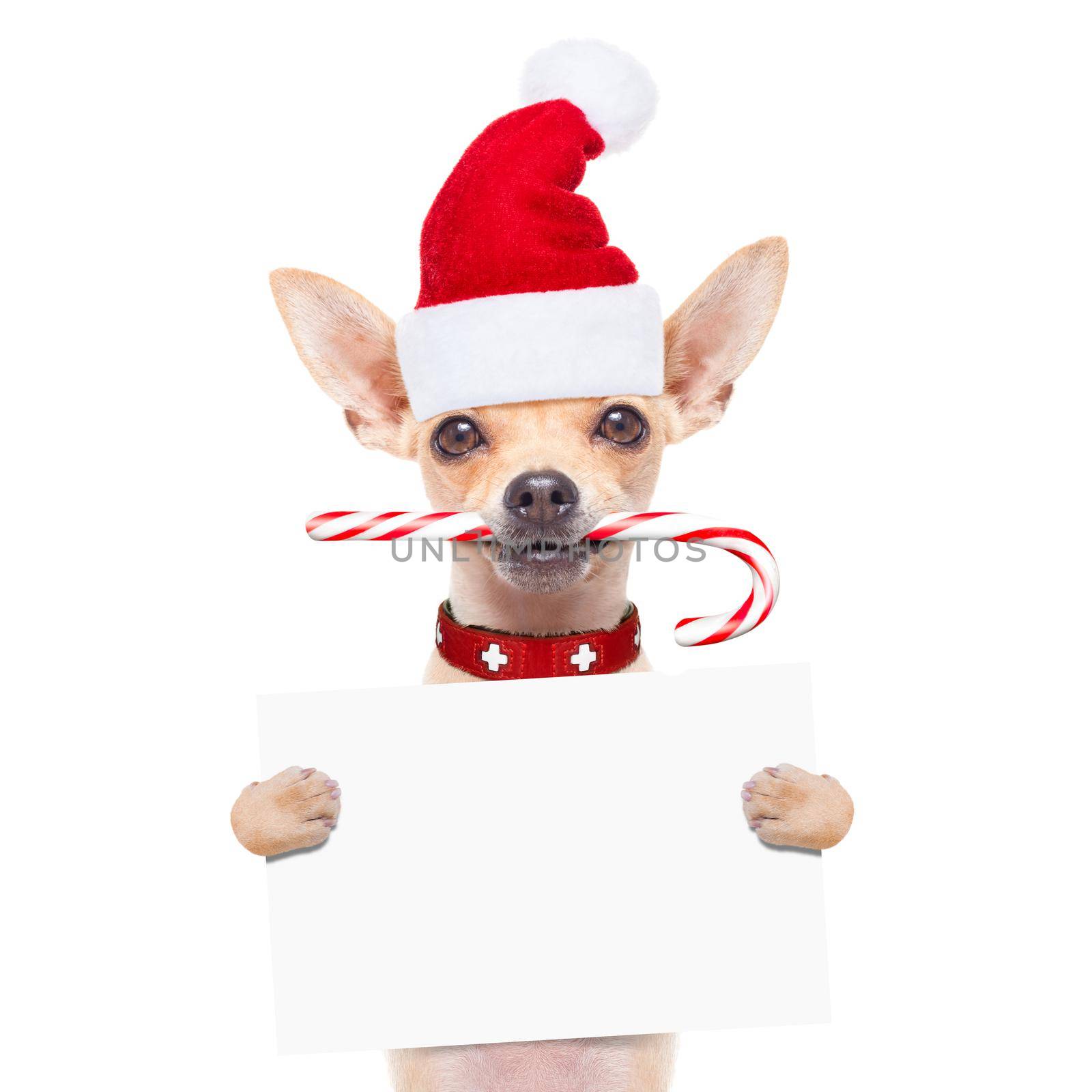 chihuahua santa claus dog behind a blank empty placard or banner,  for christmas , isolated on white background