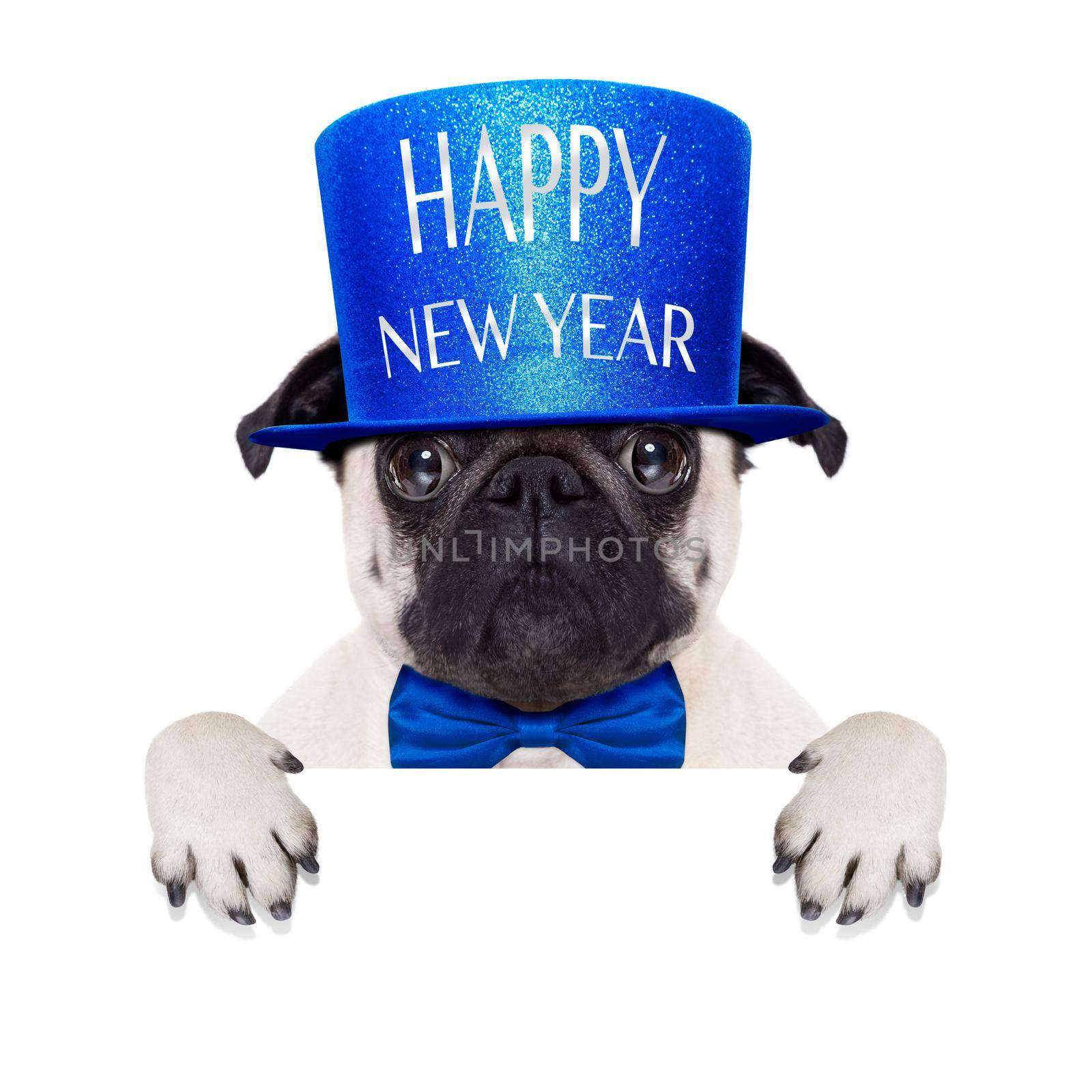 pug dog  toasting for new years eve with hat , behind blank white banner , blackboard or placard, isolated on white background