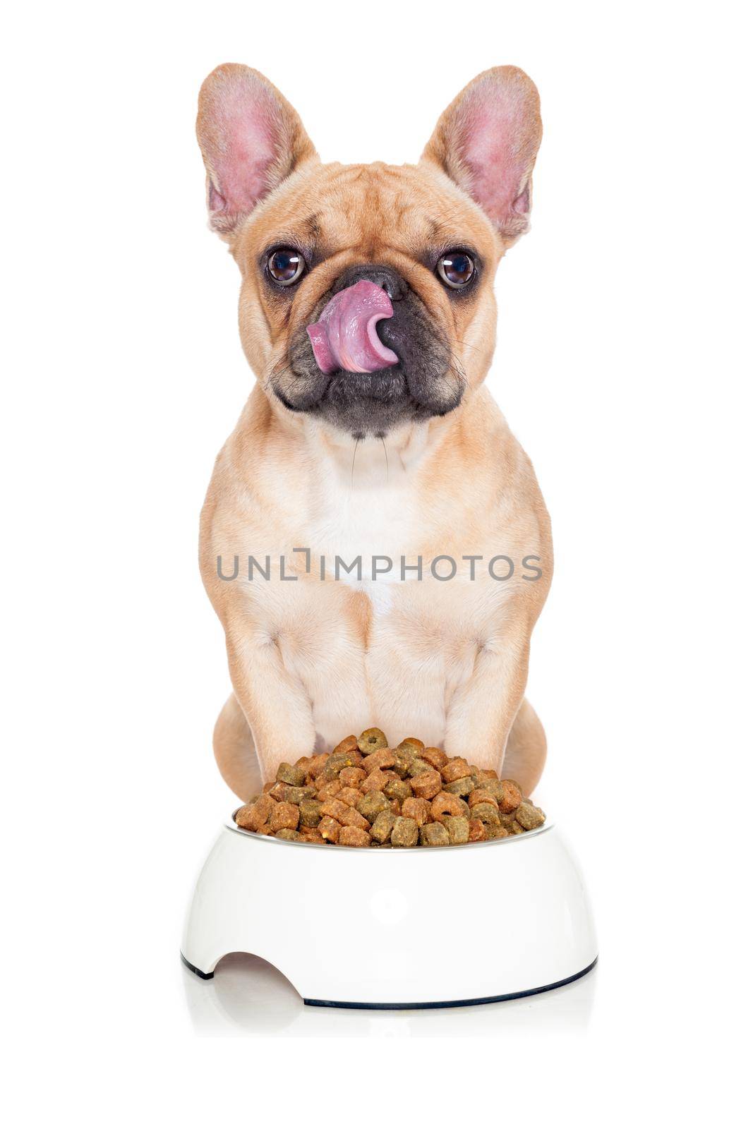 fawn hungry french bulldog dog  ready to eat dinner or lunch , behind food bowl. tongue sticking out , isolated on white background