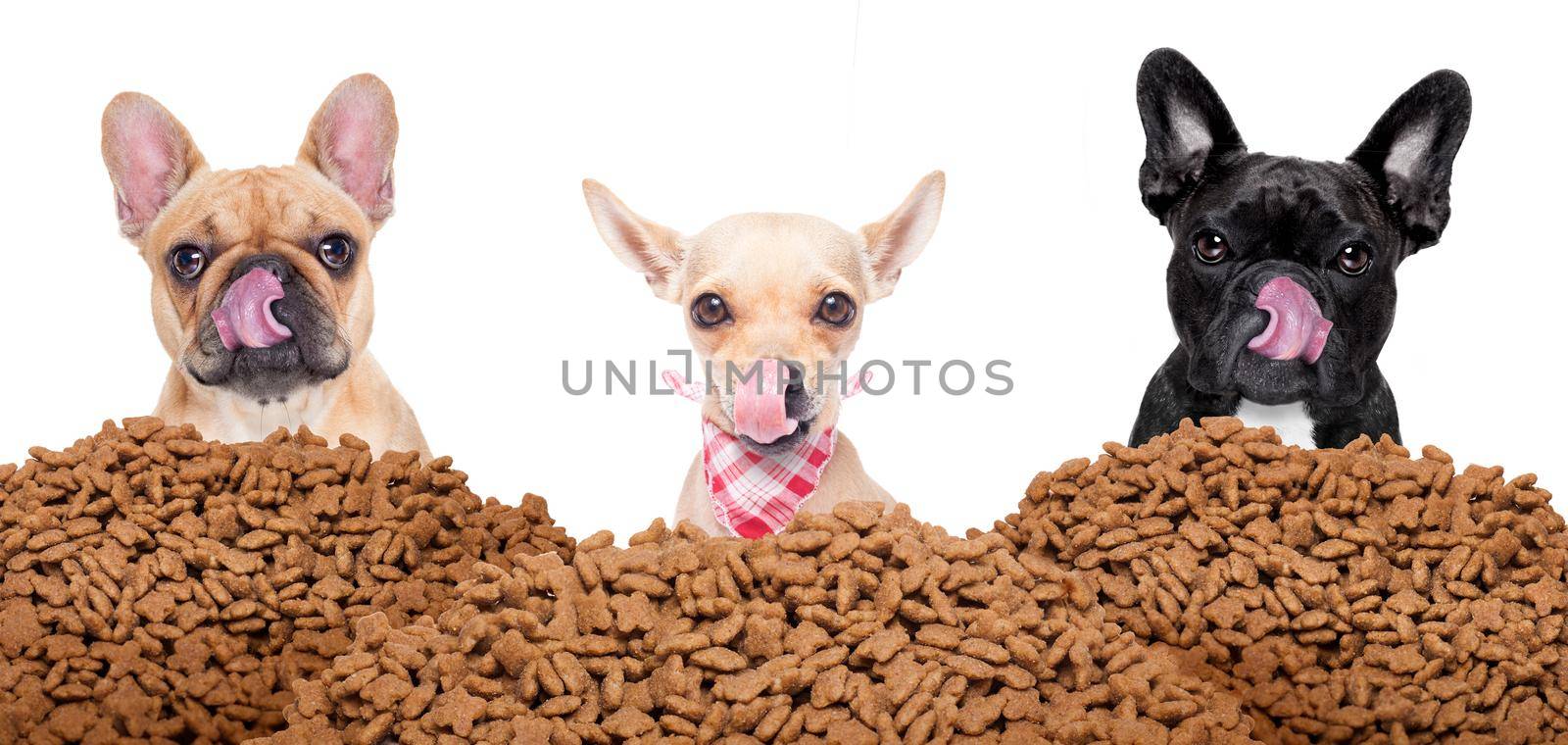 big row or group of hungry dogs behind a big mound of food , ready to eat lunch , isolated on white background