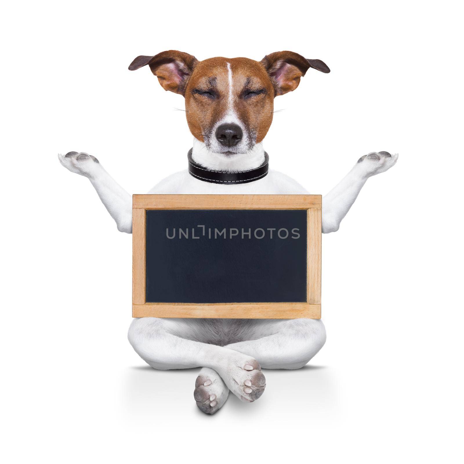 yoga dog posing in a relaxing pose with both arms open and closed eyes,while holding a blank empty placard or blackboard,  isolated on white background