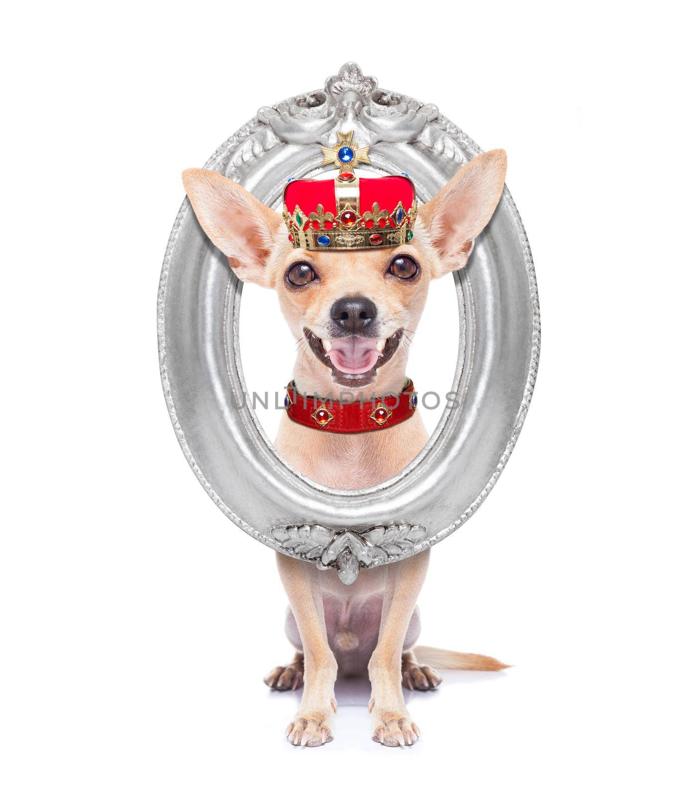 chihuahua dog as king with crown  looking and staring  at you ,behind  hanging frame , isolated on white background