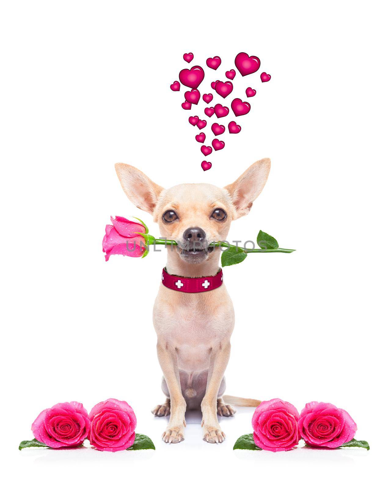 pug chihuahua dog, staring at you   , with a valentines rose in mouth,  isolated on white background