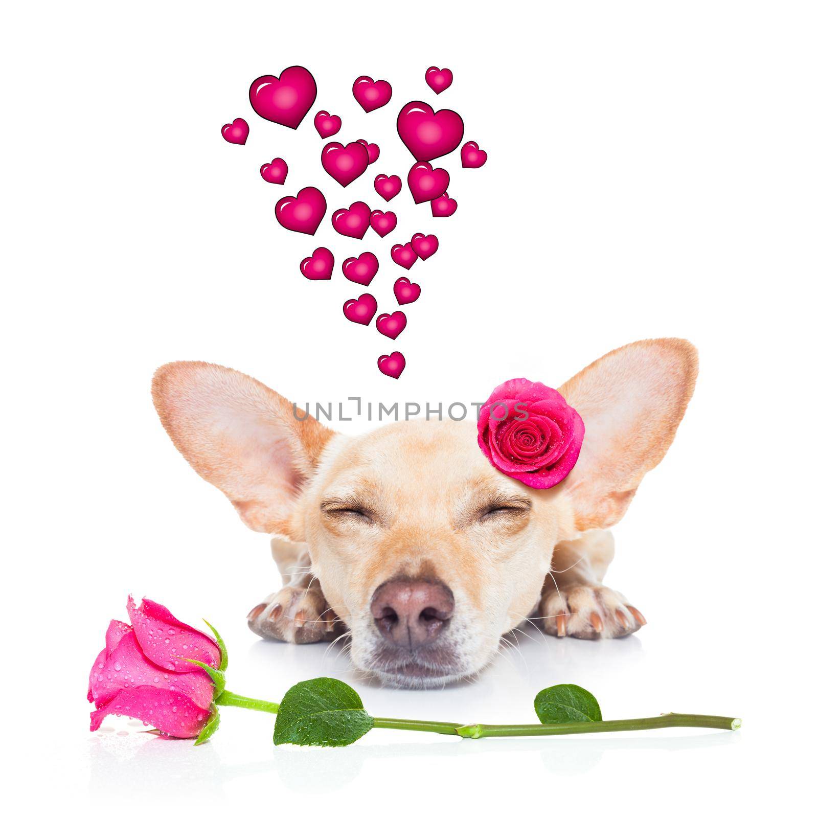 chihuahua dog looking and staring at you   ,while lying on the ground or floor, with a valentines rose on head and on floor, isolated on white background,
