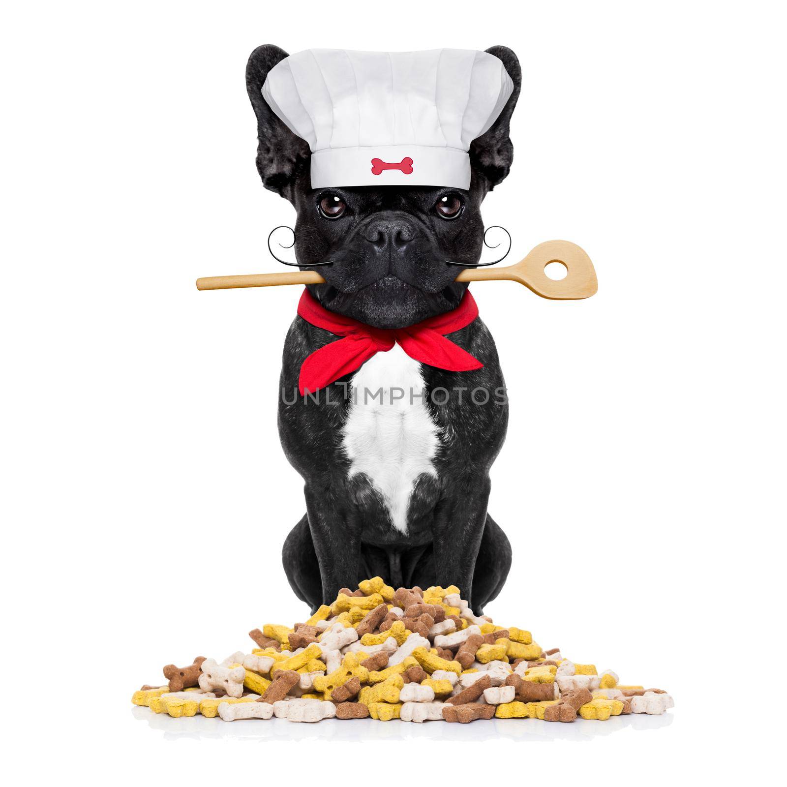 french bulldog dog chef cook  with kitchen spoon in mouth, isolated on white background