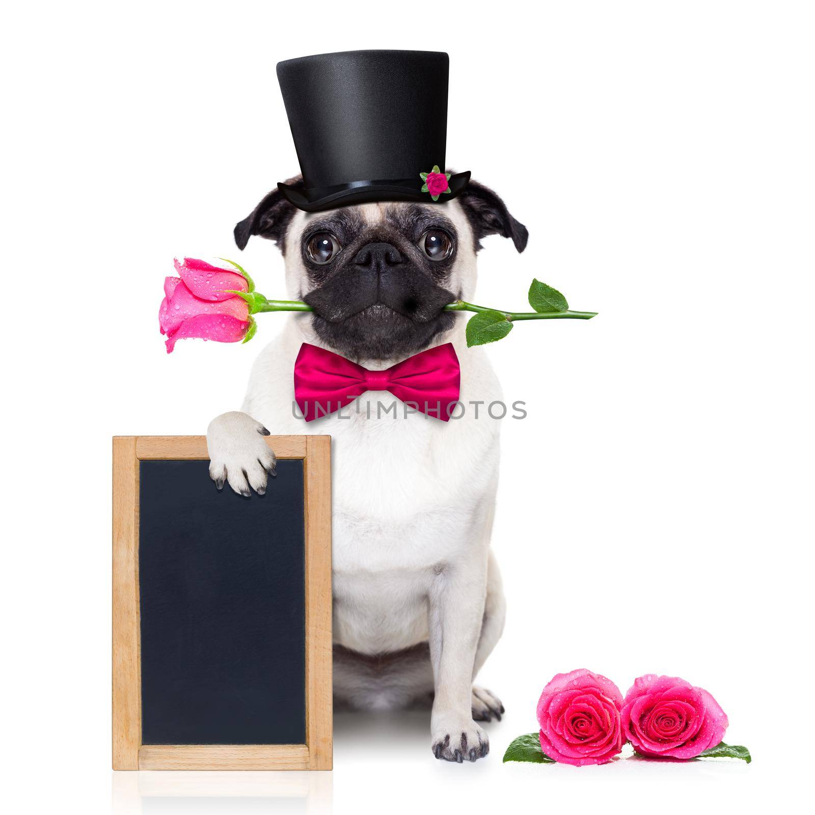 pug   dog looking and staring at you   , with a valentines rose in mouth,holding empty blank blackboard or placard,   isolated on white background