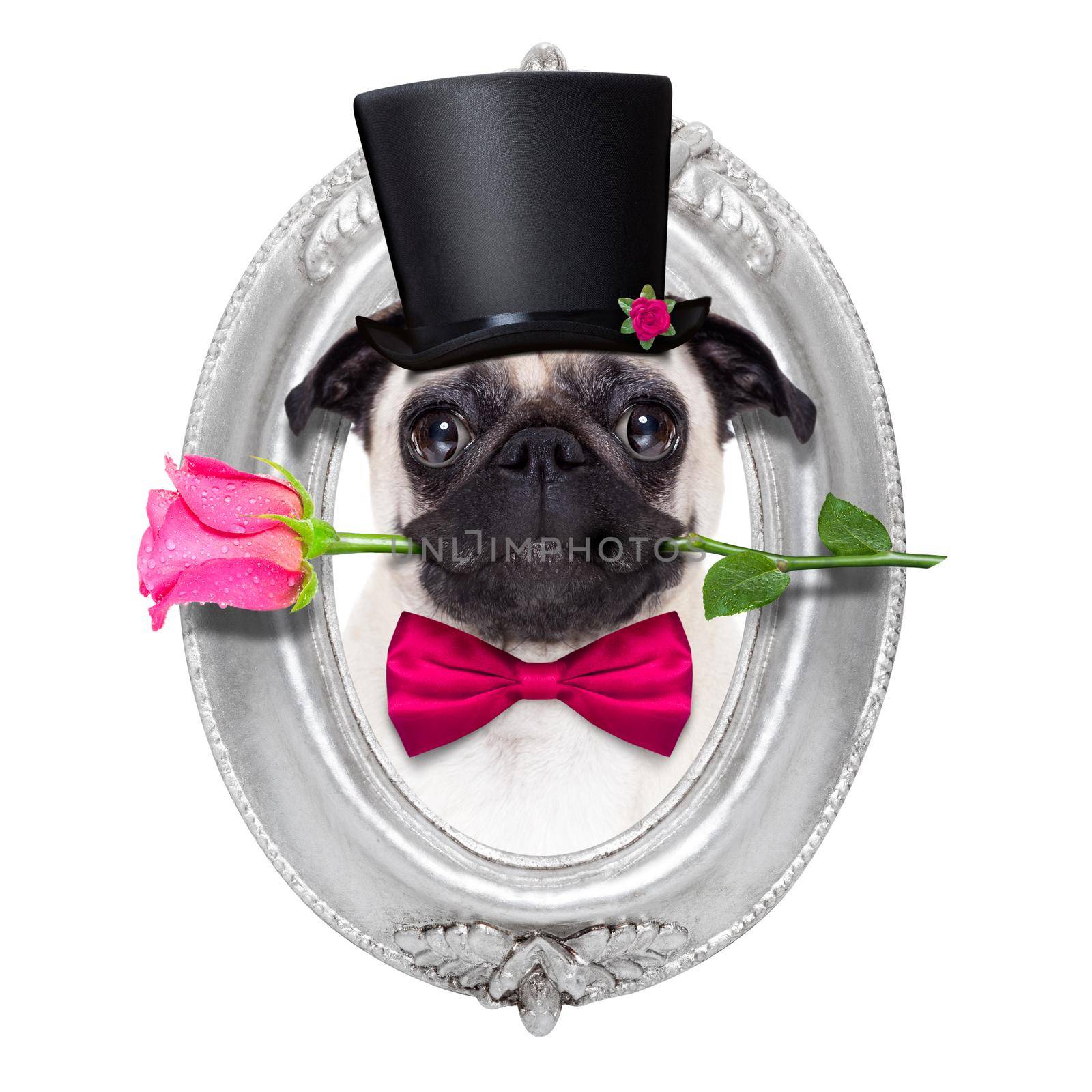 pug   dog looking and staring at you   , with a valentines rose in mouth,  isolated on white background, inside a frame on the wall