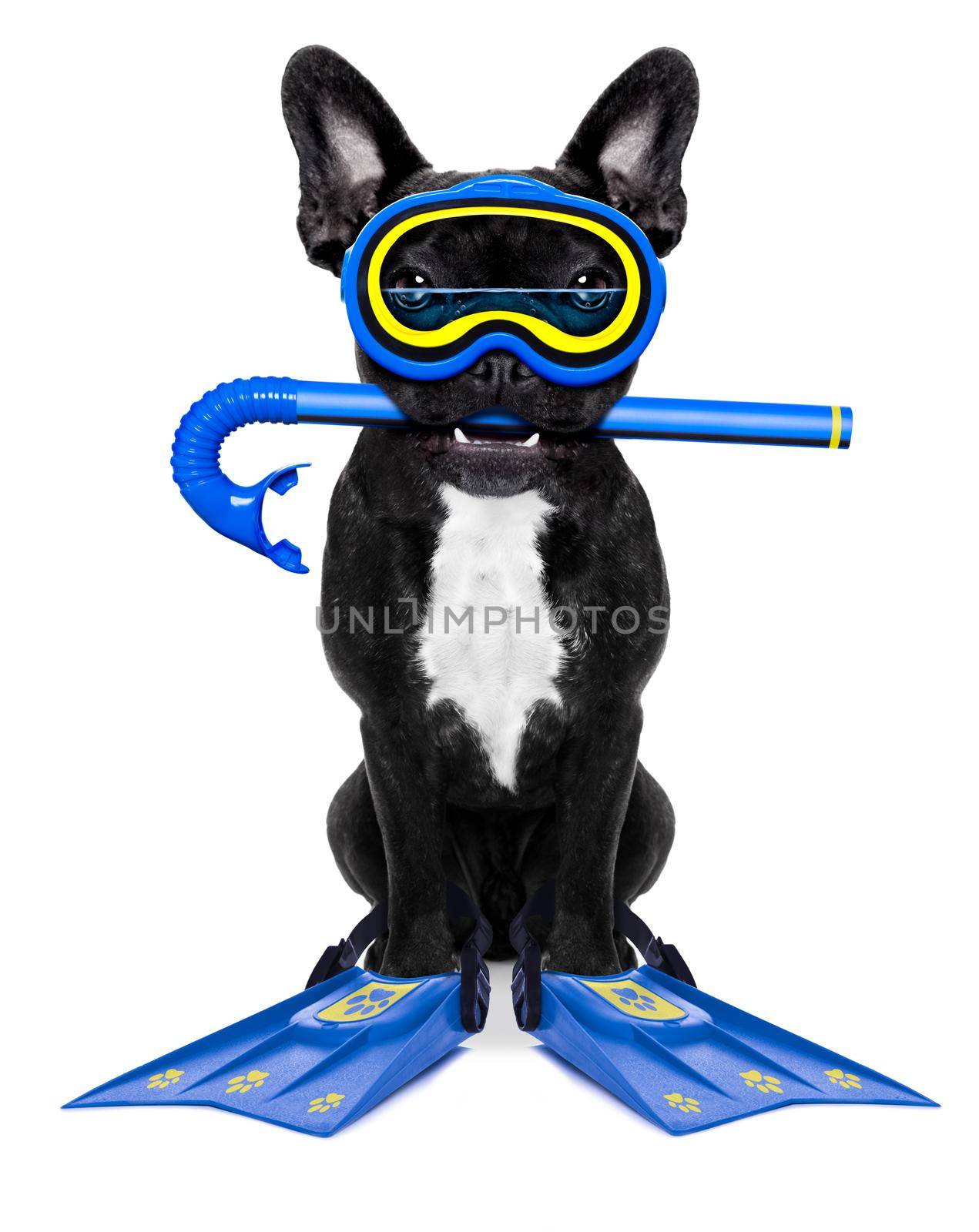 Snorkeling scuba diving french bulldog dog  with mask and fins , isolated on white background