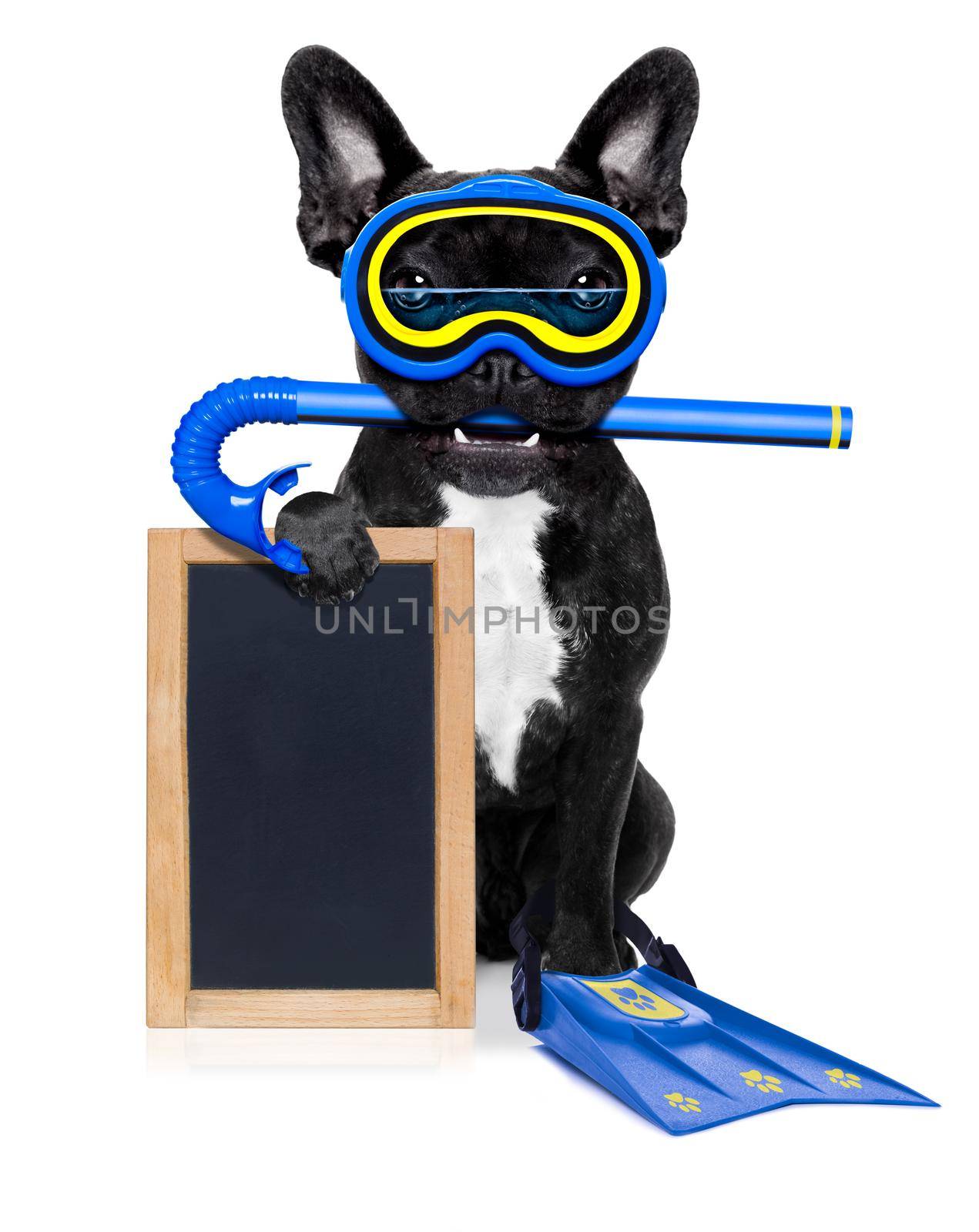 snorkeling scuba diving french bulldog dog  with mask and fins , holding  blank blackboard or placard,  isolated on white background