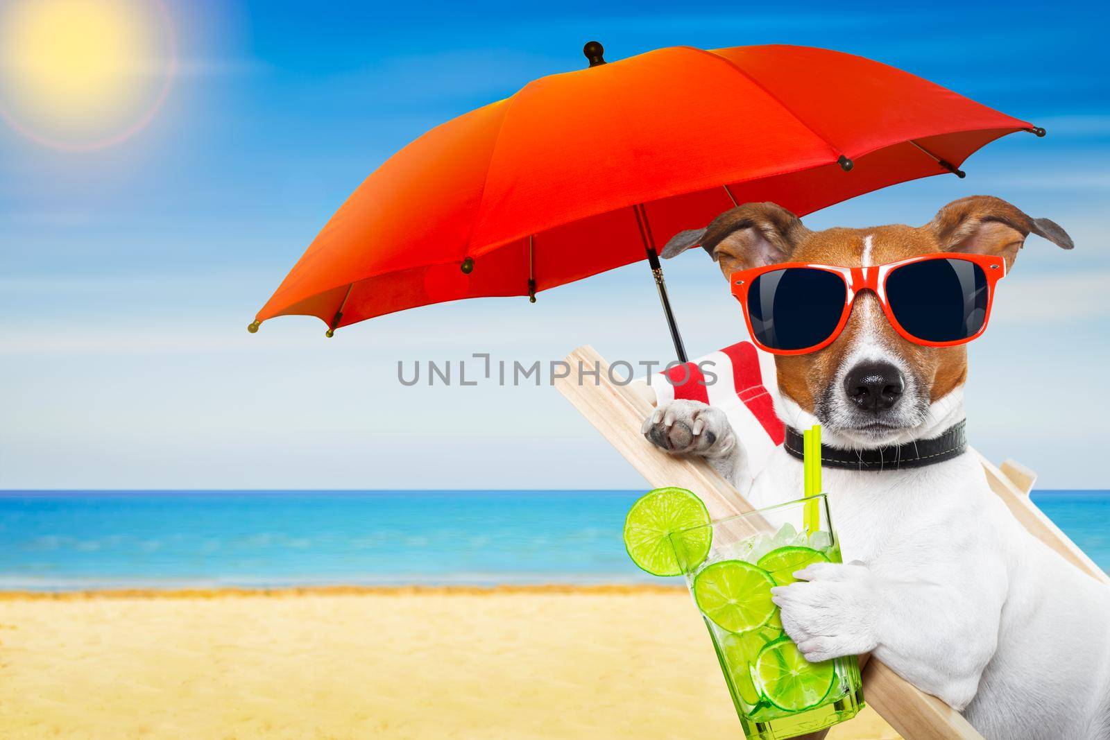 jack russell dog at the beach on a hammock , with cocktail drink glass,  relaxing on summer vacation holidays, ocean shore and sun as background