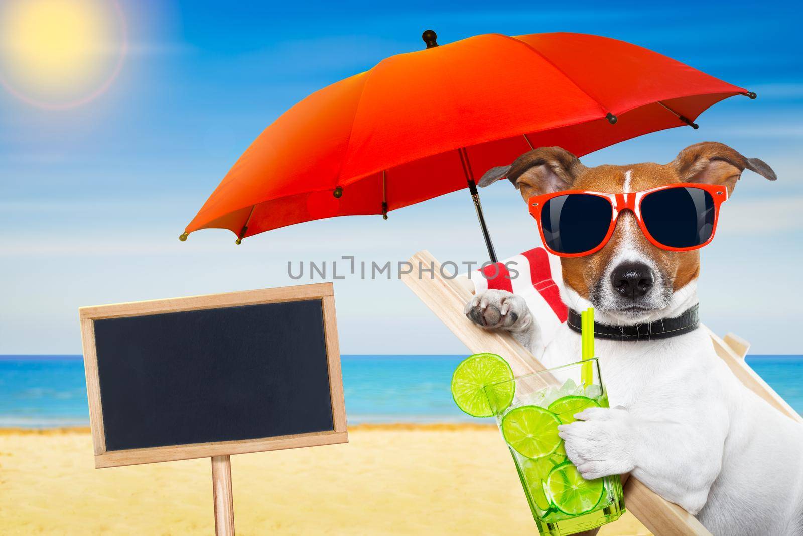 jack russell dog at the beach on a hammock , with cocktail drink glass,  relaxing on summer vacation holidays, ocean shore and sun as background