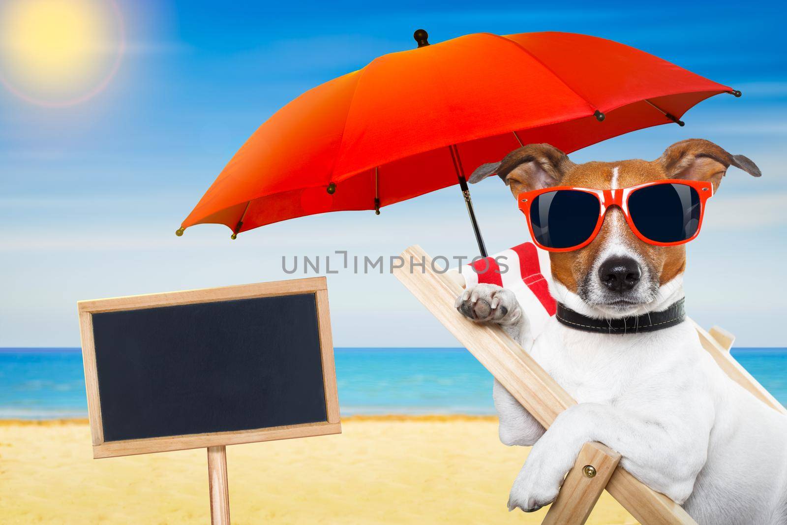 jack russell dog at the beach on a hammock ,  relaxing on summer vacation holidays, with placard or blackboard, ocean shore and sun as background