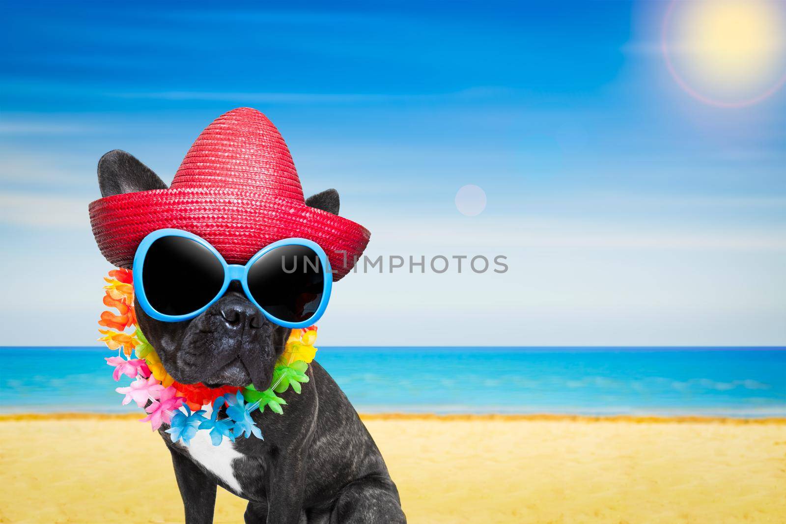 french bulldog dog at the beach with hat and sunglasses , relaxing summer vacation holidays, ocean shore as background