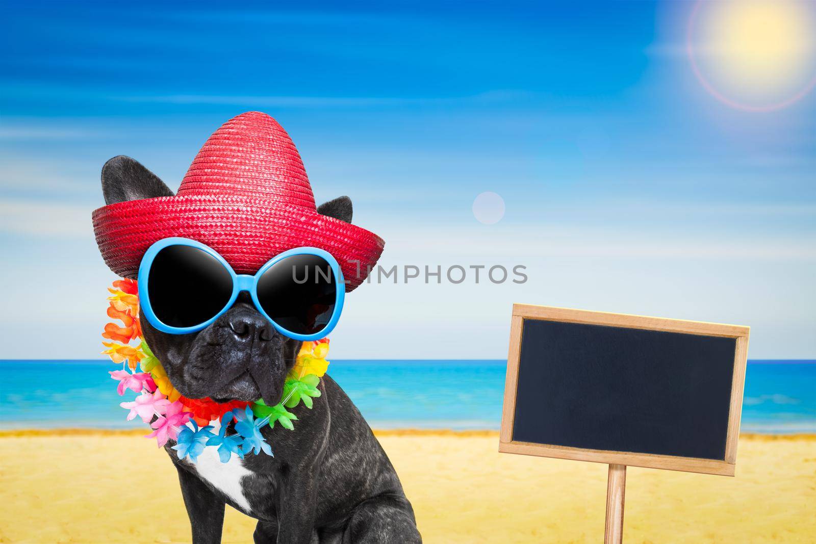 french bulldog dog at the beach with hat and sunglasses , relaxing summer vacation holidays, ocean shore as background, placard or blackboard inlcuded