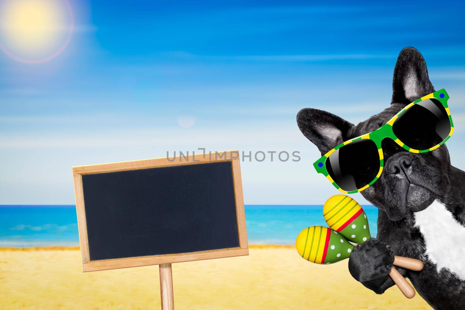 brazil french bulldog dog enjoying summer vacation holidays,  at the beach , ocean shore and sun as background