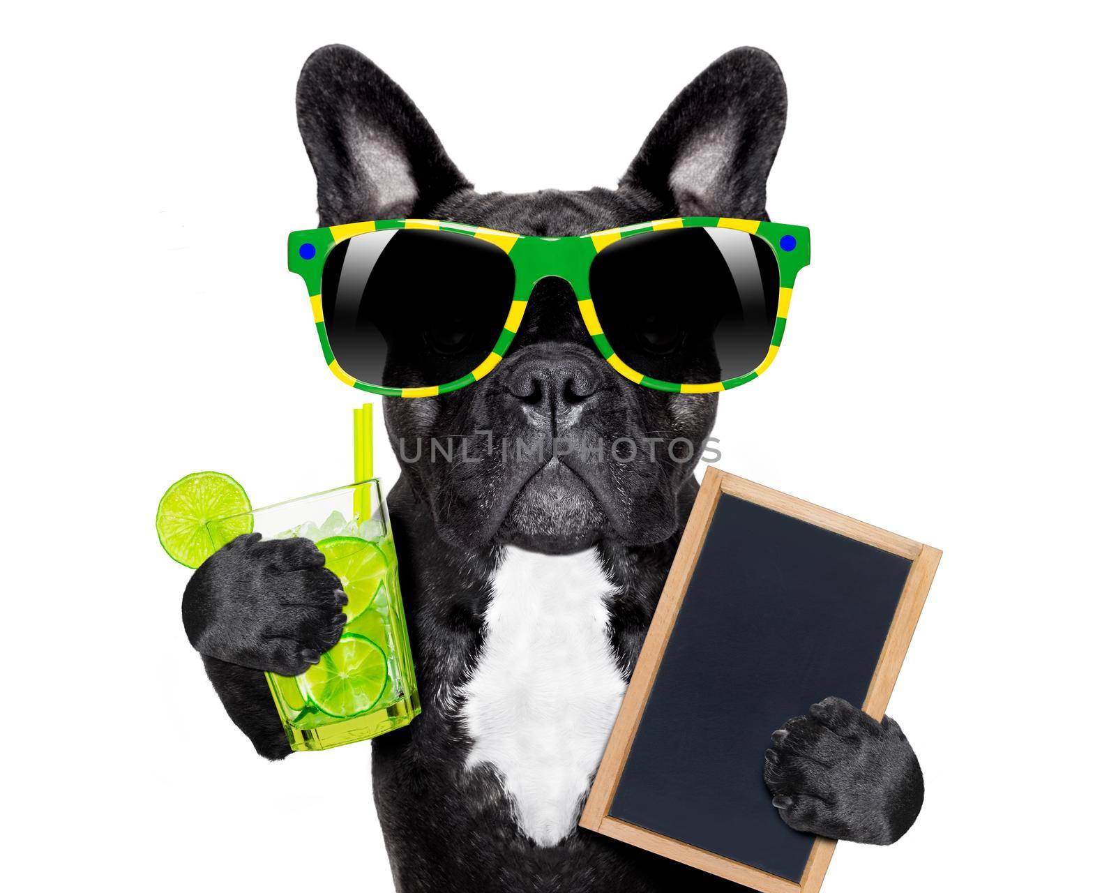 brazil  caipirinha cocktail french bulldog dog enjoying summer vacation holidays, holding blank empty blackboard or placard, isolated on white background