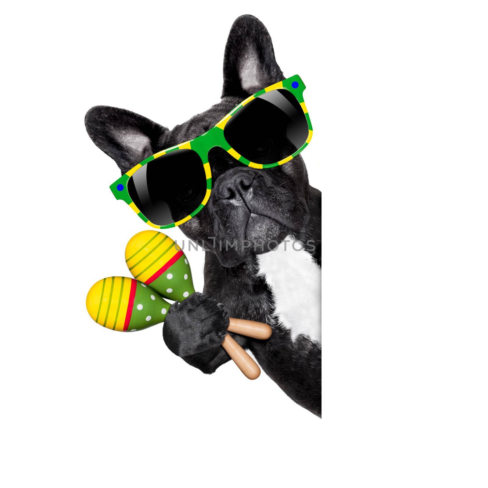 brazil french bulldog dog enjoying summer vacation holidays, behind  blank empty banner or placard, isolated on white background