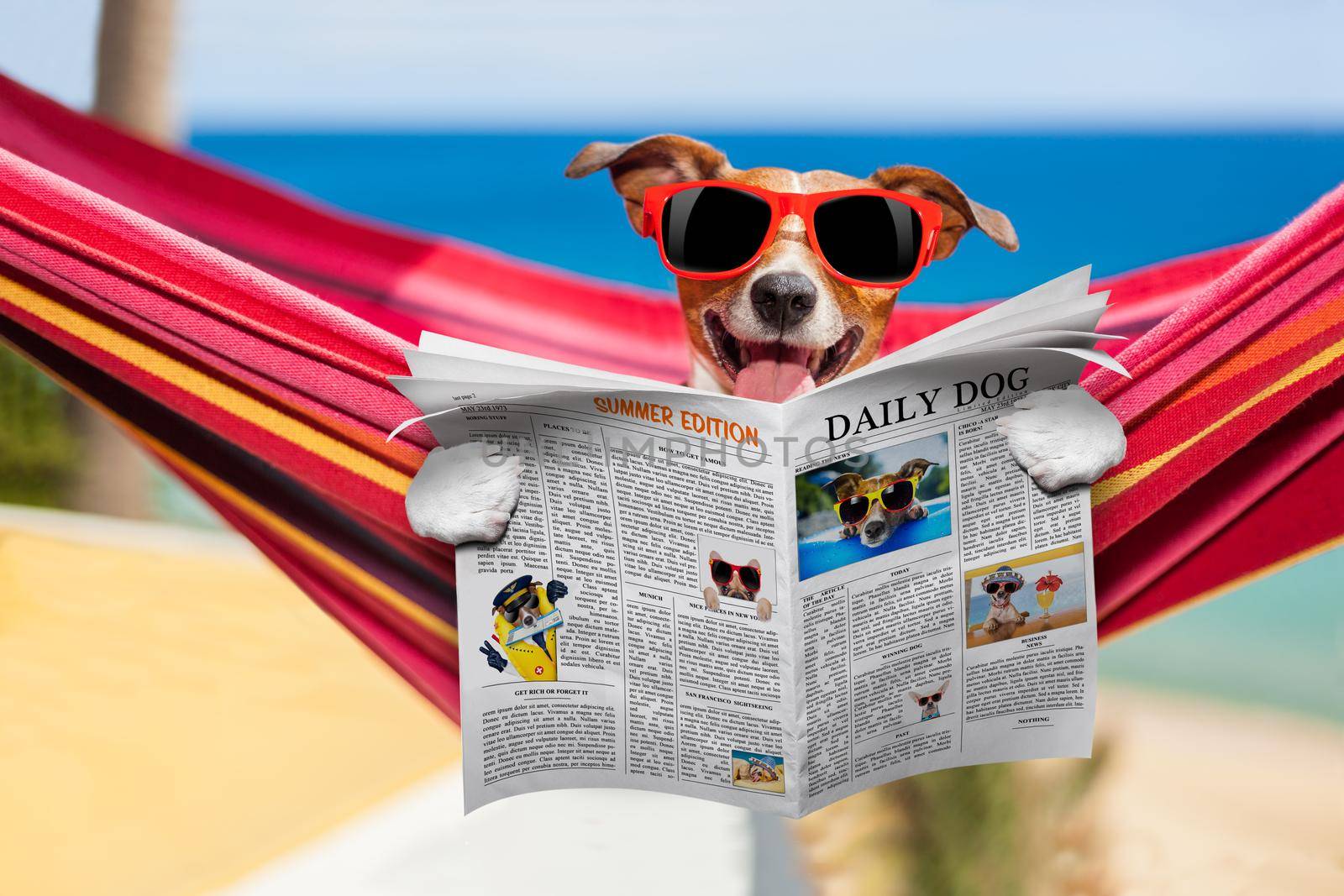 jack russell dog relaxing on a fancy red  hammock  with red sunglasses reading newspaper or  magazine,  on summer vacation holidays at the beach