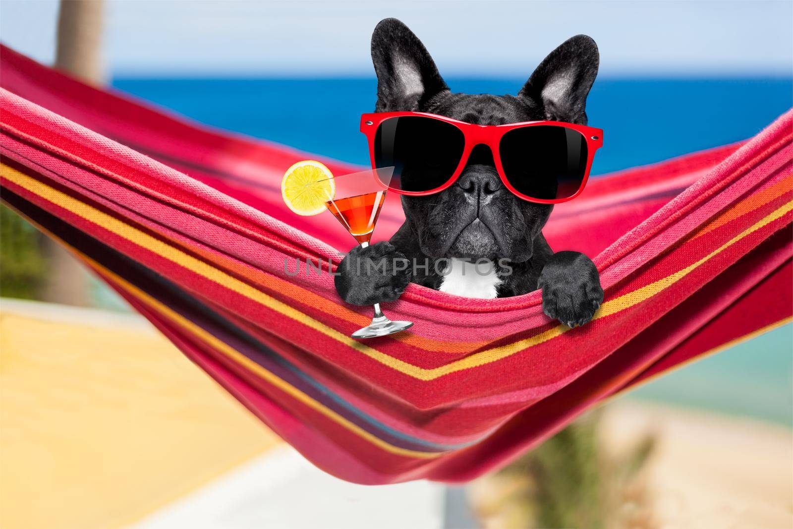 french bulldog dog relaxing on a fancy red  hammock  with sunglasses and martini cocktail drink, on summer vacation holidays at the beach