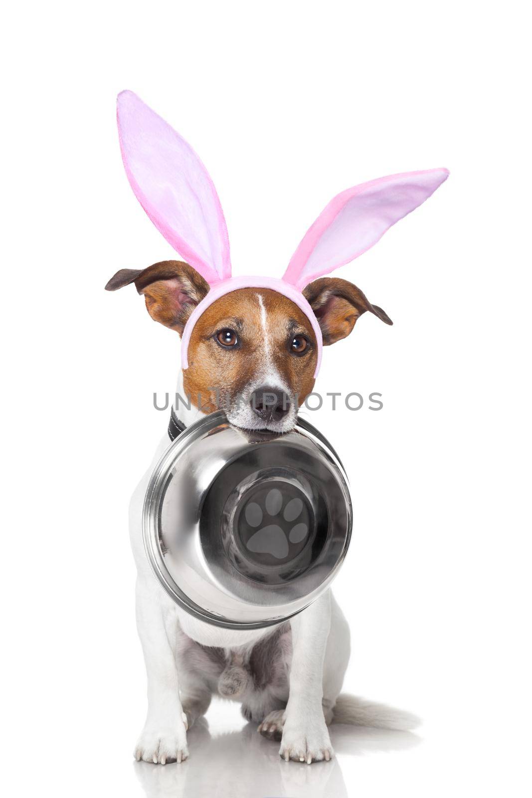easter bunny ears jack russell dog , hungry with  food bowl in mouth, isolated on white background